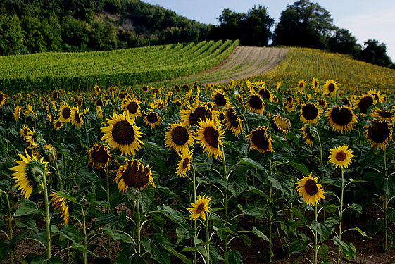 Sonnenblumenfeld in den Marken